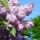 lilacs in bloom {wordless wednesday}